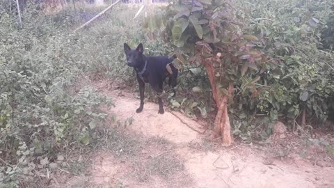 Lovely dog ​​is hanging out in the meadow