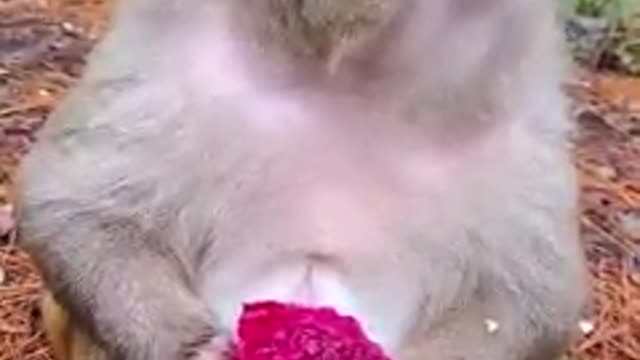 This Monkey Family Worrying about Not Having Enough Food while Raining