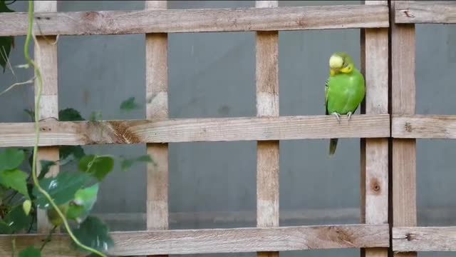 Parrot Sound, Beautiful Birds Video, Nature Video