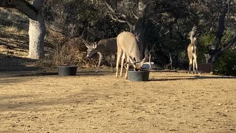 Morning Deer Herd