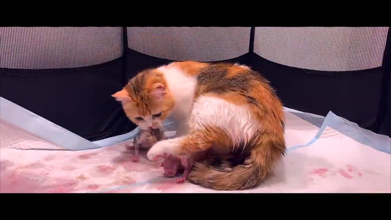 Cat Giving Birth to 5 Kittens With Complete Different Color