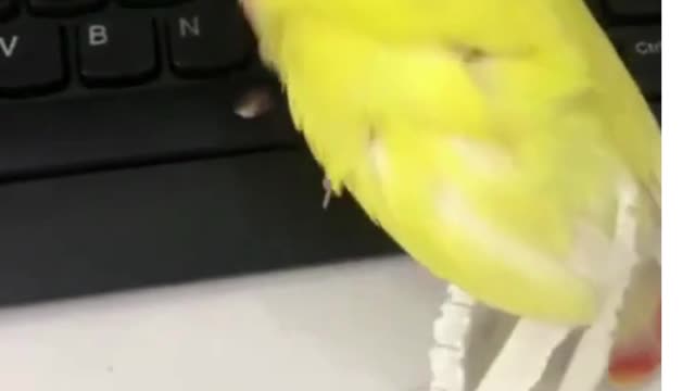 This parrot needs more feathers