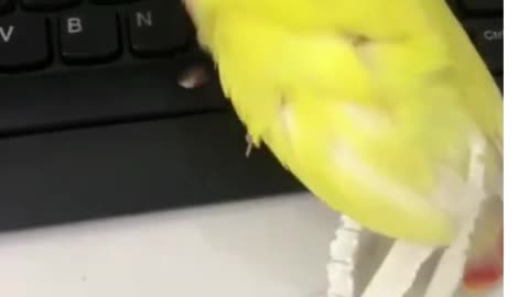 This parrot needs more feathers