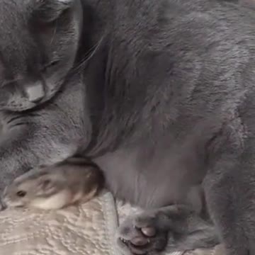 ❤️ Tom and Jerry! Amazing true love! ❤️ #Shorts