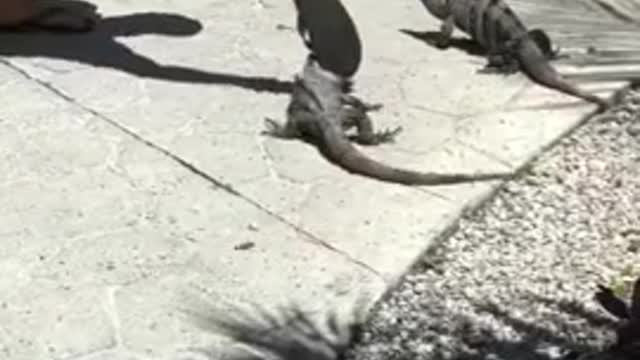 Angry iguana takes off with this person's sandal