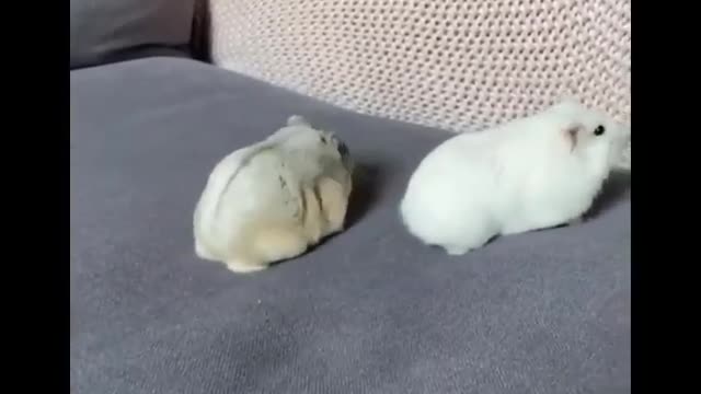 lovely little cute animals makes awesome moves