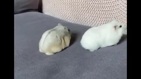 lovely little cute animals makes awesome moves