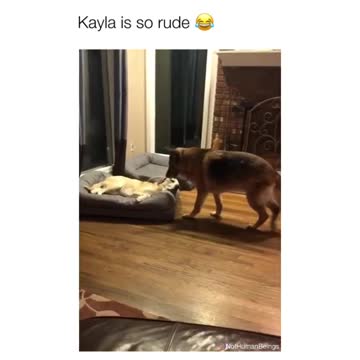 Kayla gives 0 hecks 🤣 Tag someone with a rude dog