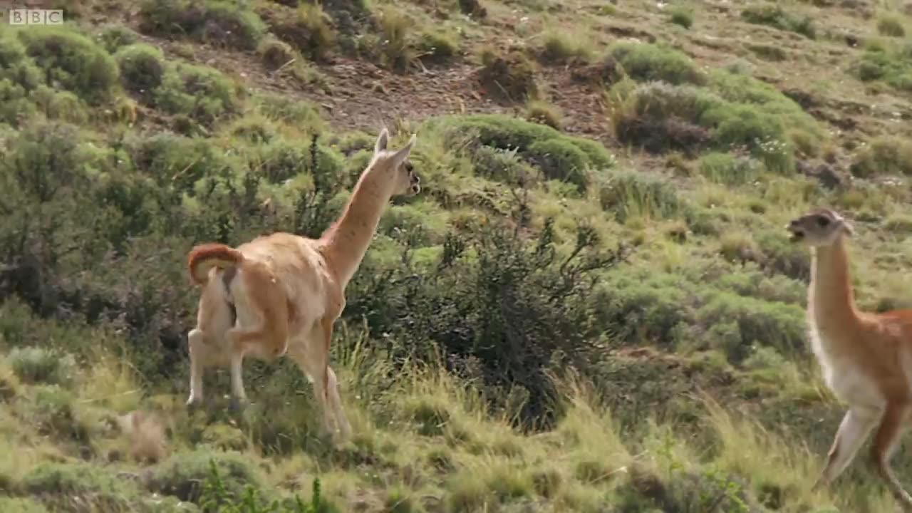 Brutal Fight for Dominance among Guanacos | Wild Fight | Mysterious Wildlife