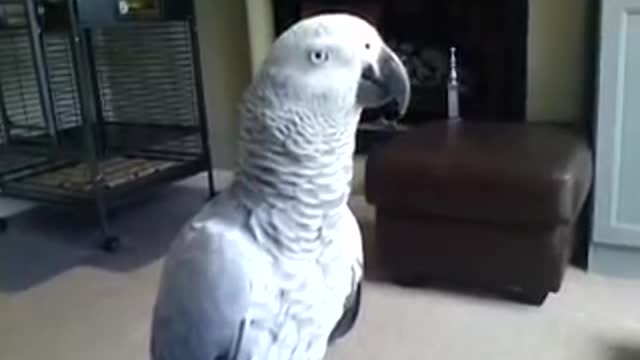 Parrot Talks Don't touch me!