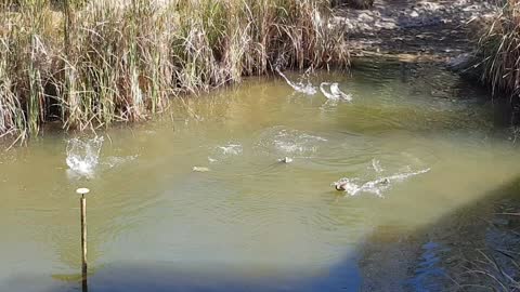 Family of ducks playing in a pond