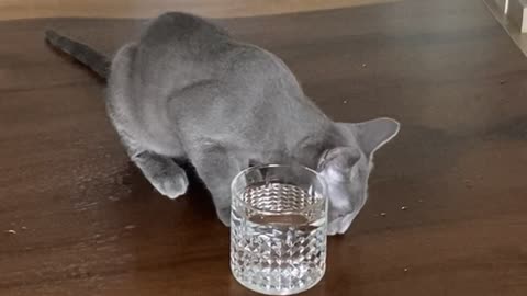 a cute cat that steals and eats human water