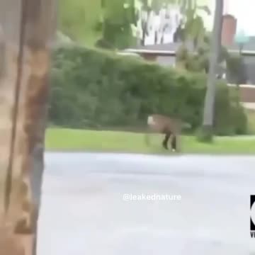 A moose attacking a dog