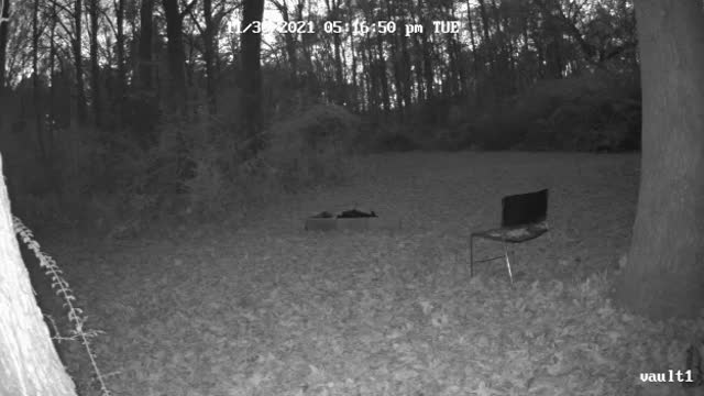 DogmanCams.com Vault1 Cam 11/30/2021 Evening Comparison Video