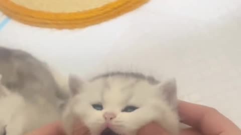 Cute kitten