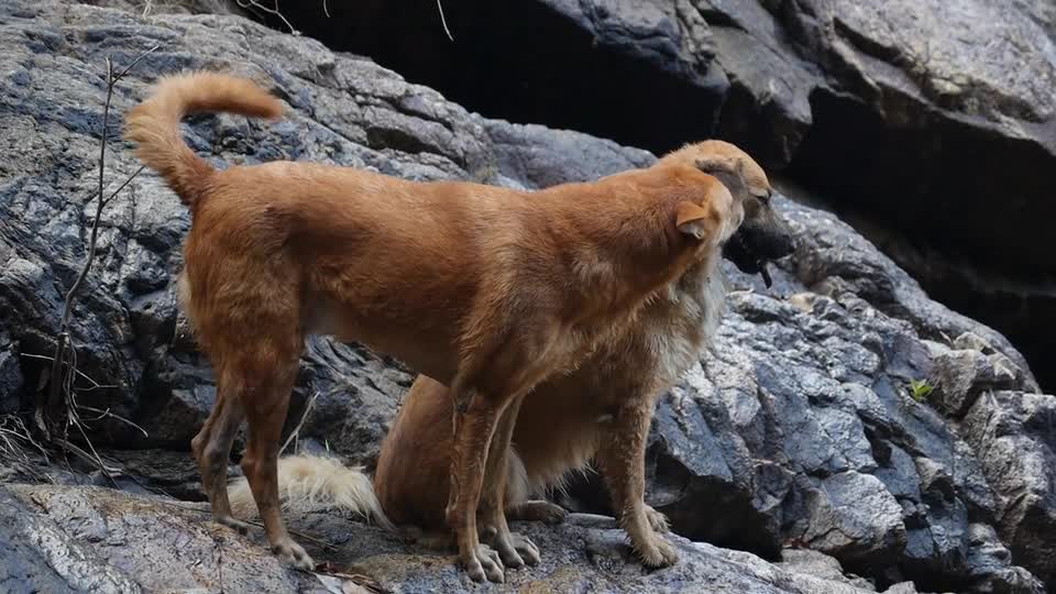cute dog