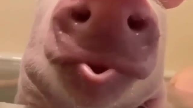 #Cute Pig