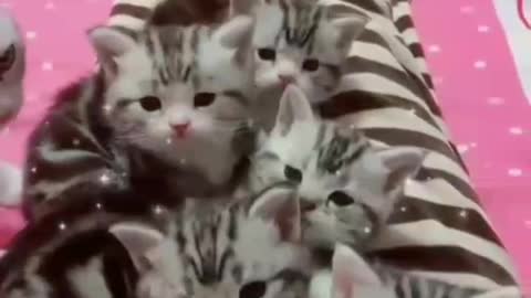 cat collects its little ones. funny