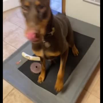 Best sounds your dog loves| sounds that attract dogs