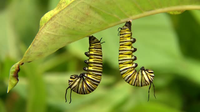 Caterpillars Hanging