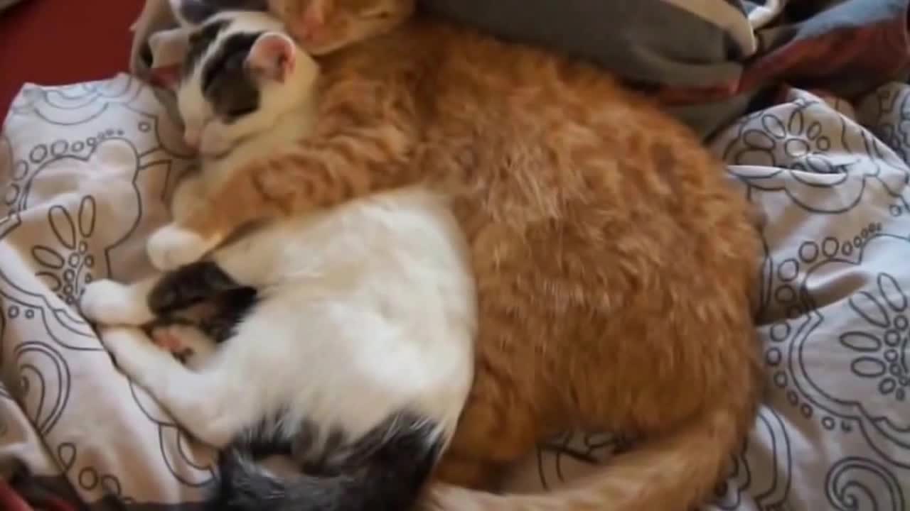 Funny video Romantic Cat