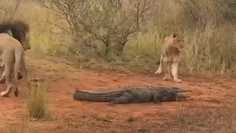 Epic moment a pride of lions surrounded a crocodile