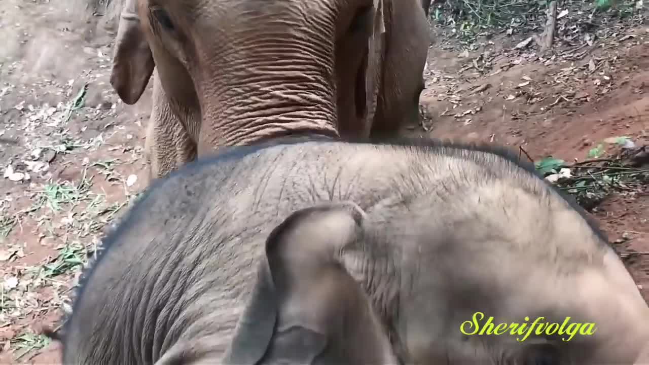Love of people towards animals