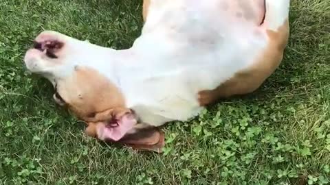 Brown white dog rolling around in grass