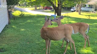 Two deer resting on my property