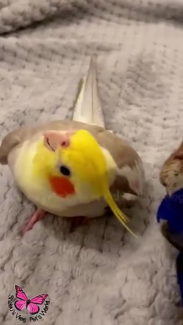 Parrot Singing Song 12