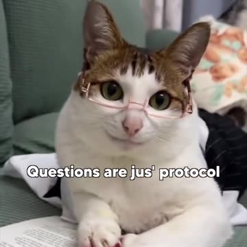 If the Biden's were Cats