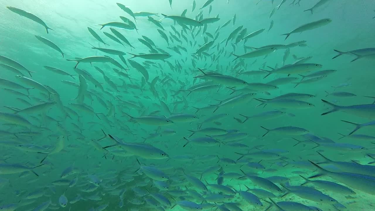 Maldives Short Snorkeling video Part 3