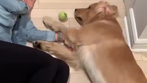 When your dog is too lazy to play fetch 
