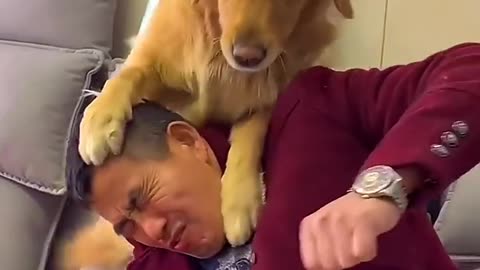 Golden Retriever help its son beat the owner😎 funny dog let owner cooperate