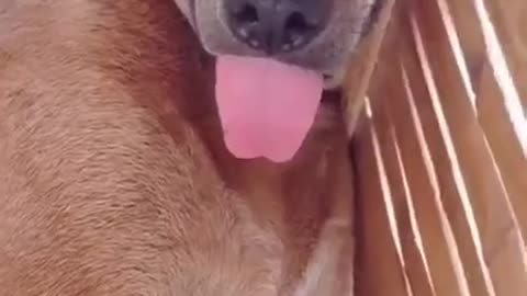 This dog sleep