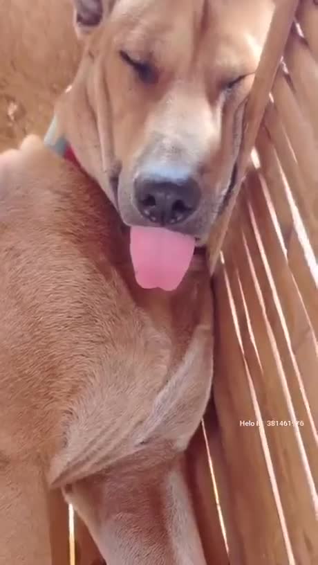 This dog sleep