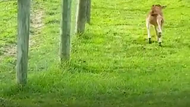 Dog turns lonely baby cow into a happy puppy!!