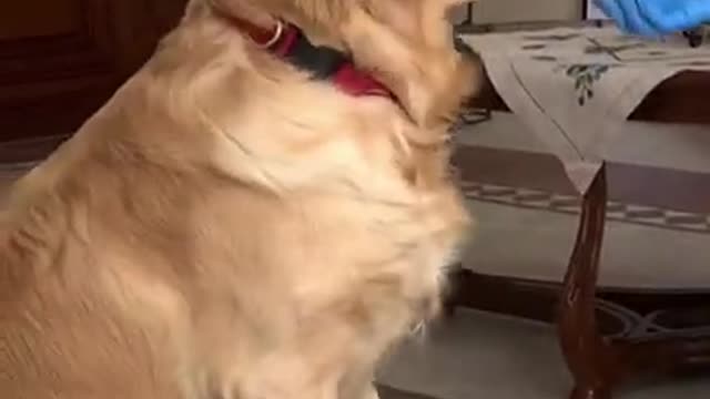 Practicing tricks with my golden retriever because he is lazy