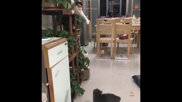 Best funny moment😂🤣😂