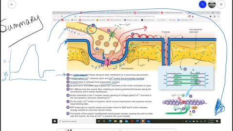 Anatomy and Physiology 1 - Ch. 9 Part 2 Muscular System