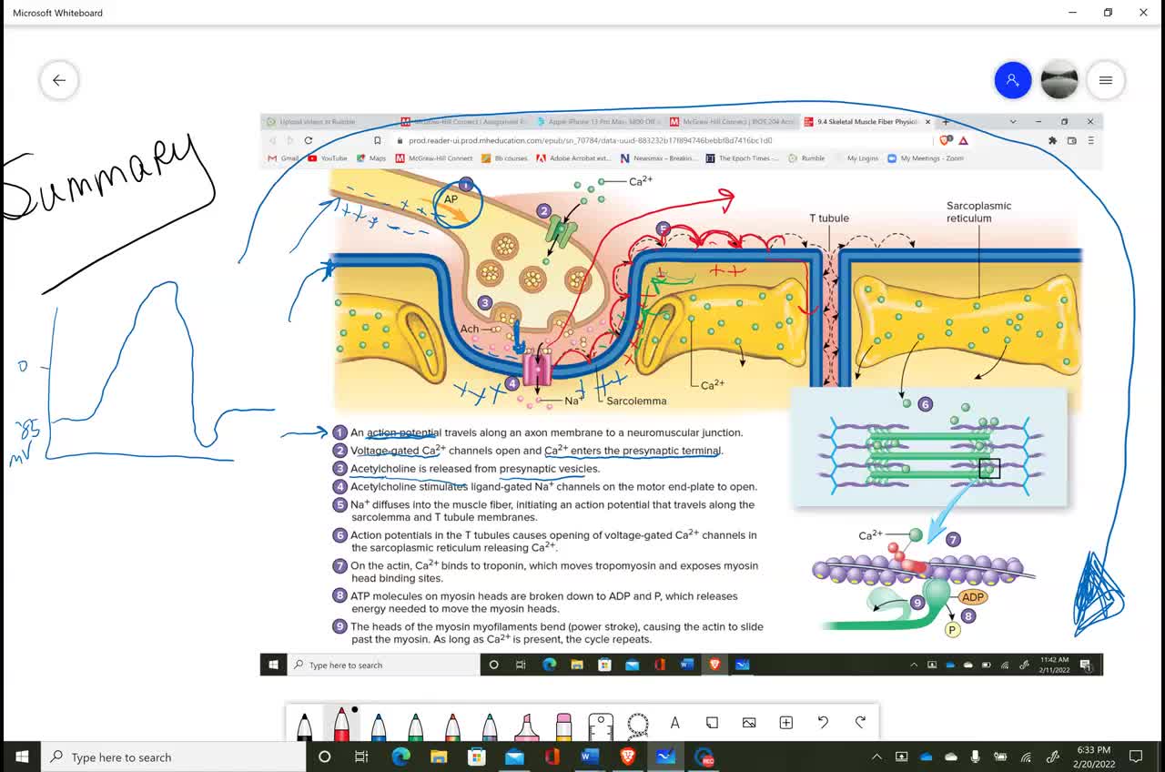 Anatomy and Physiology 1 - Ch. 9 Part 2 Muscular System