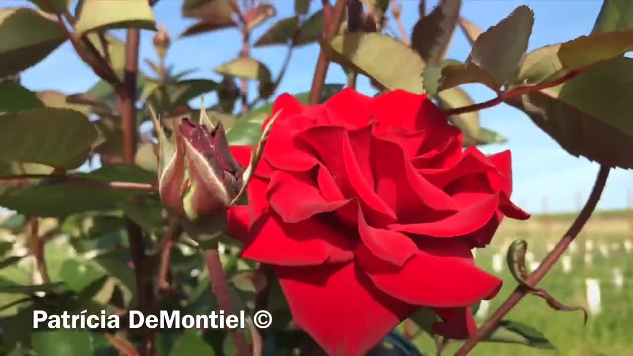 Agua Natural de ROSAS plus Tónico Desinfectante