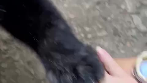 Animal cute