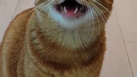 Singing cat | part # 5 / cute cat singing song | Must watch
