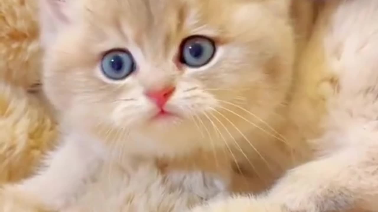 CUTE CAT HAPPY FUNNY KIDS LOVER