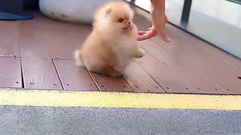 Cute white miniteacup Pomeranian puppy