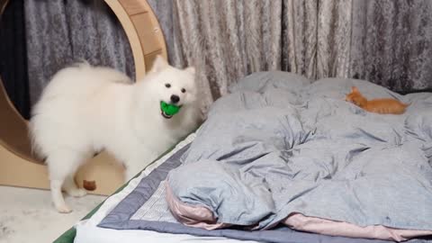 A Kitten Hunting A Large Dog