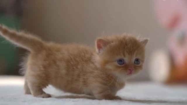 Two kittens are playing