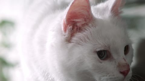 Funny video A white cat plays in silence