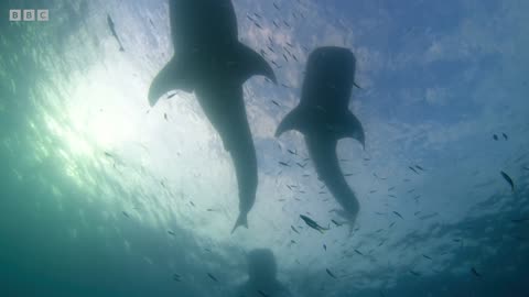 These Fishermen Are Helping Whale Sharks Thrive | 4K UHD | Seven Worlds One Planet | BBC Earth